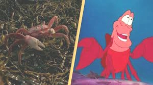 Il granchio sebastian, altro amico di Ariel, nel live action e nel cartone originale.